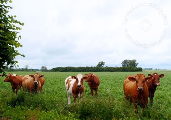 Danish cows