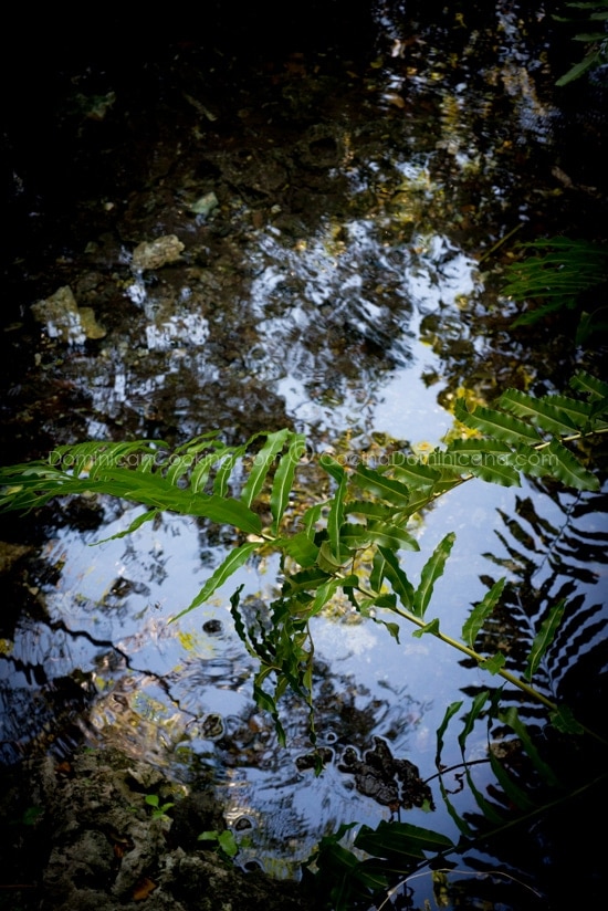 PuntaCana Ecological Reserve