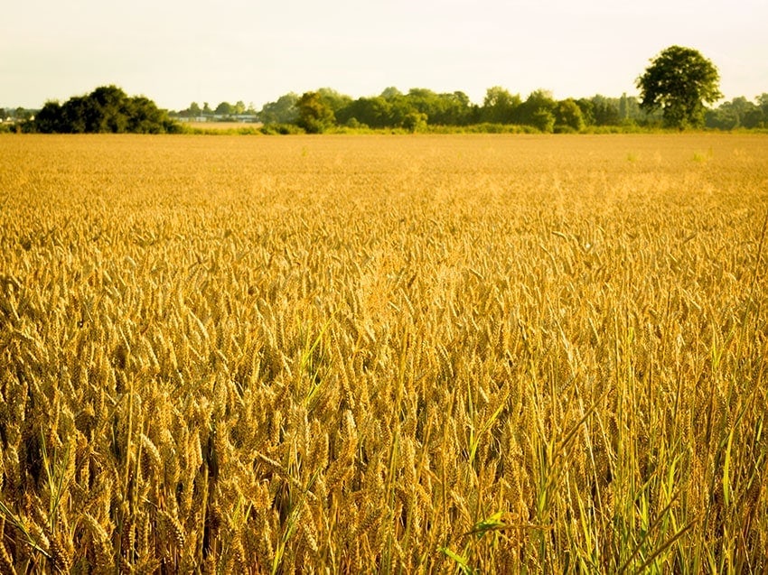 Fields of grain in Denmark