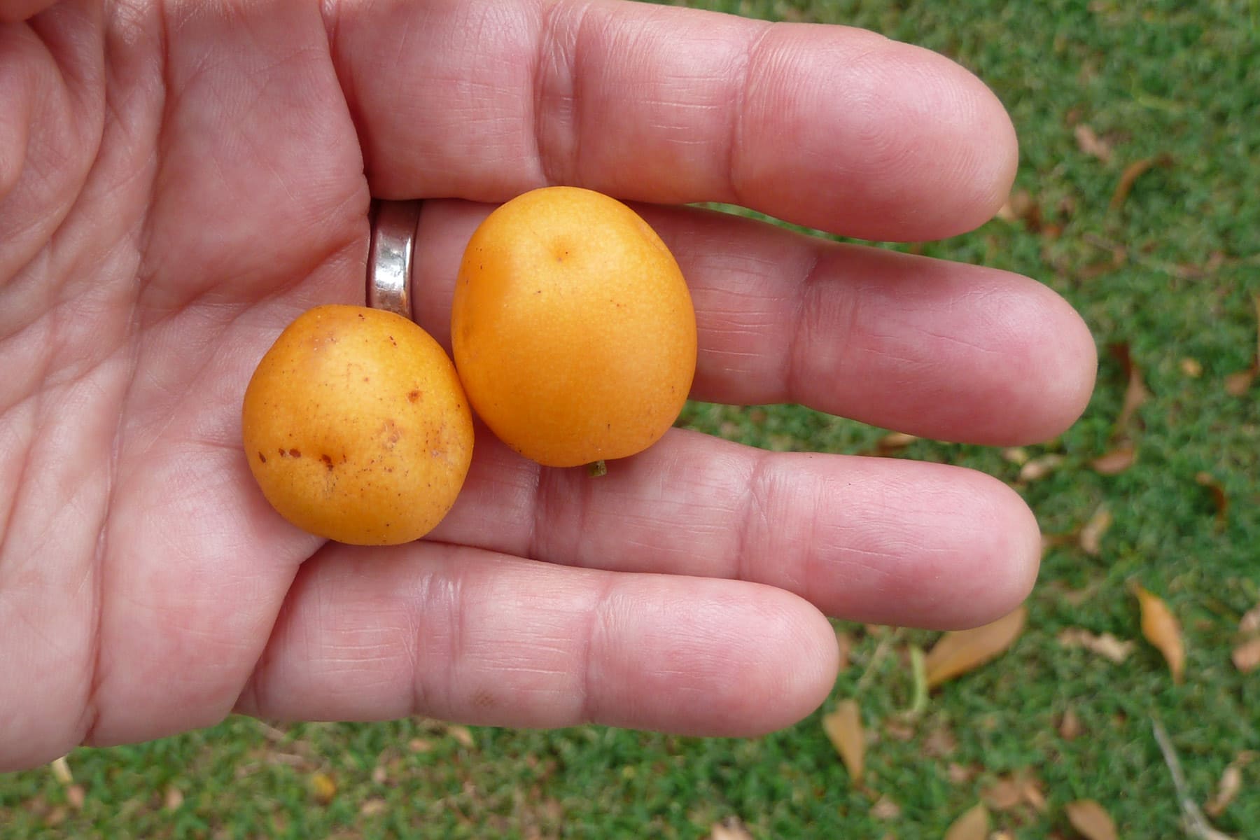 Jobos (hog plums)