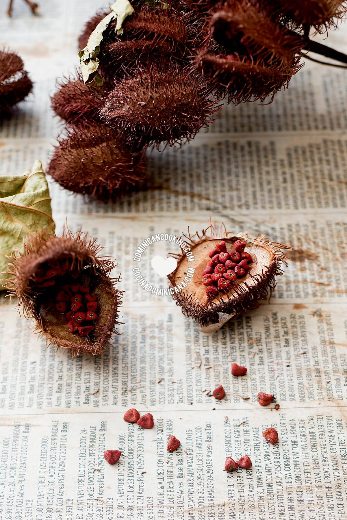 Bija (annato) pods and seeds