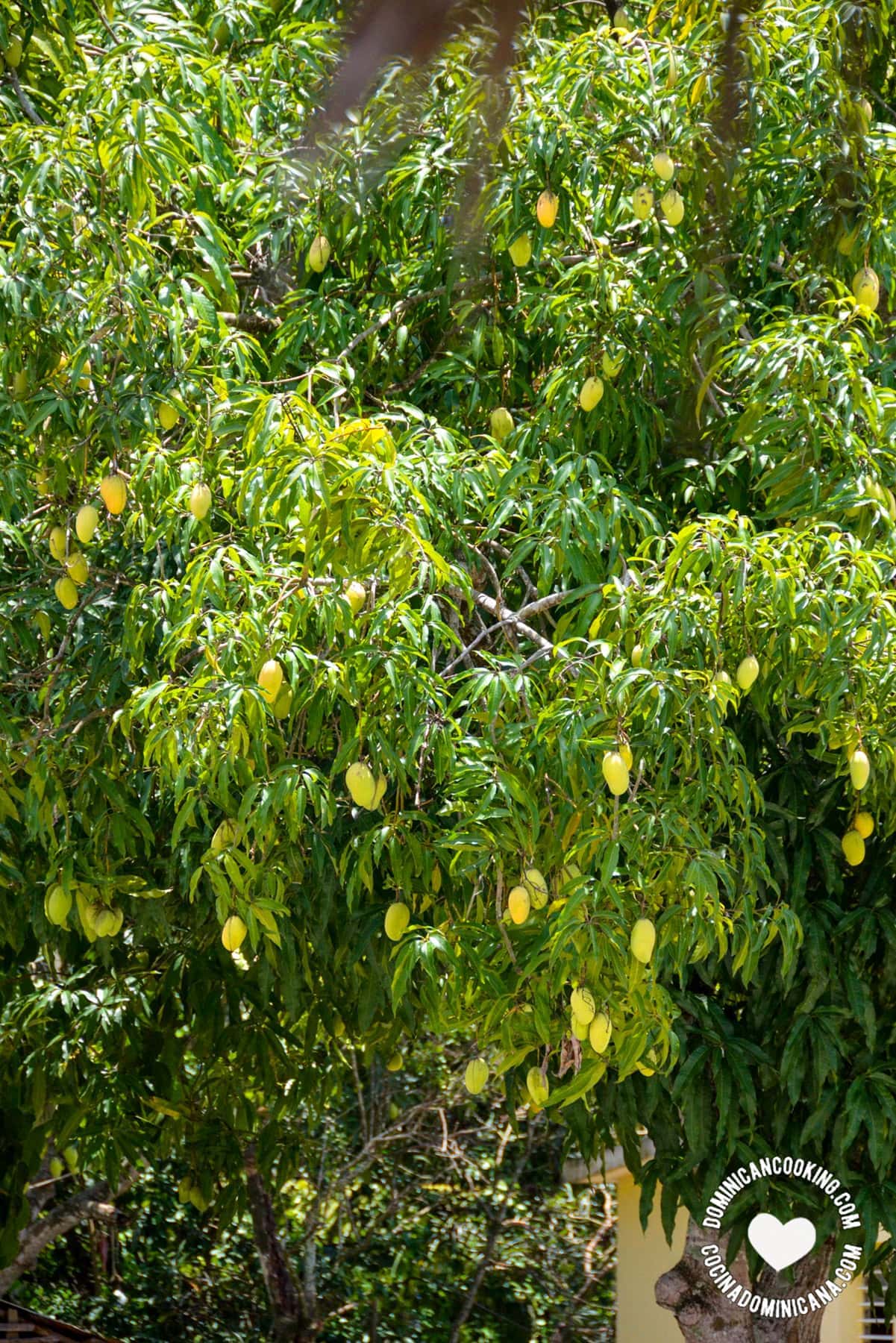 Mango tree