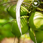 Coconuts in tree