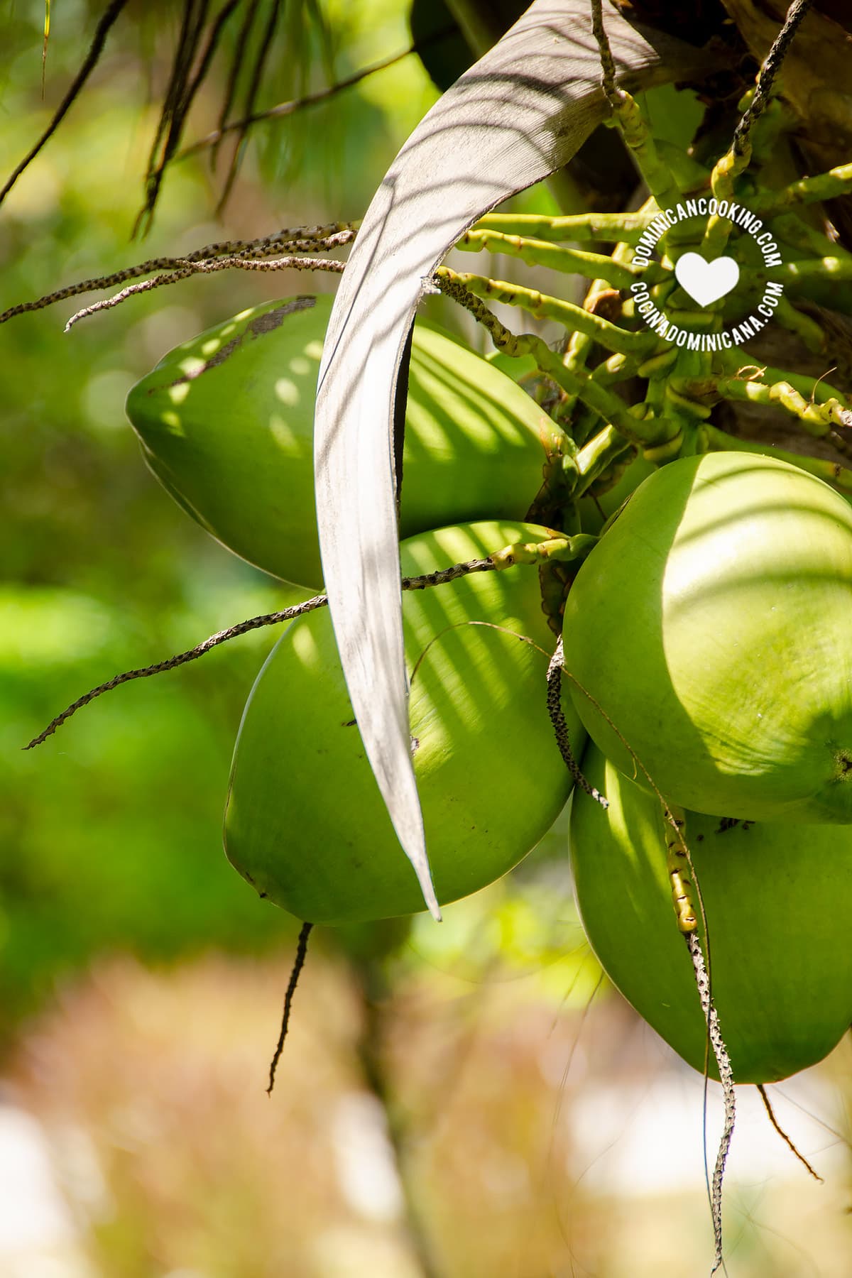 Coconuts in tree