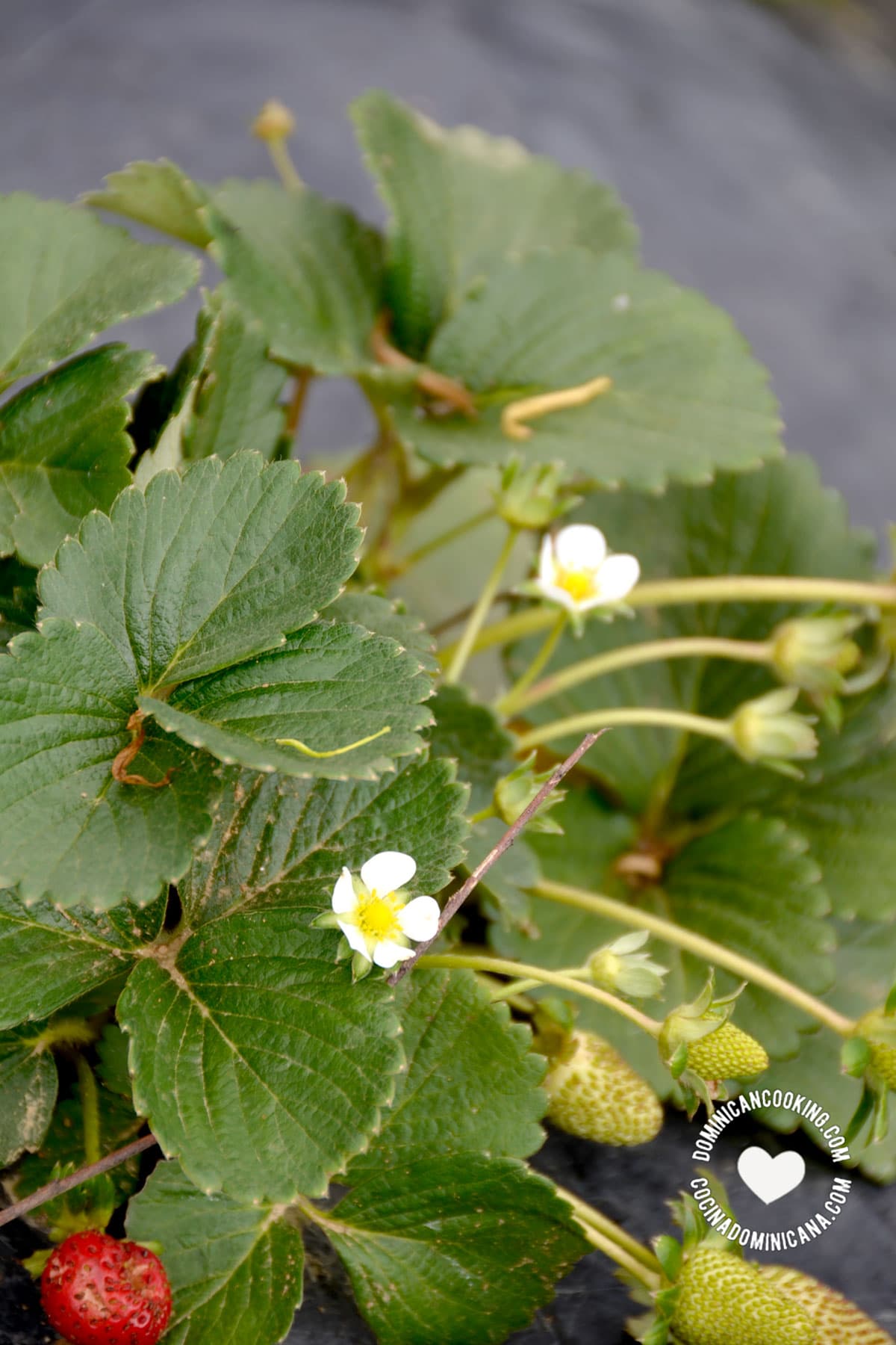 Strawberry plant