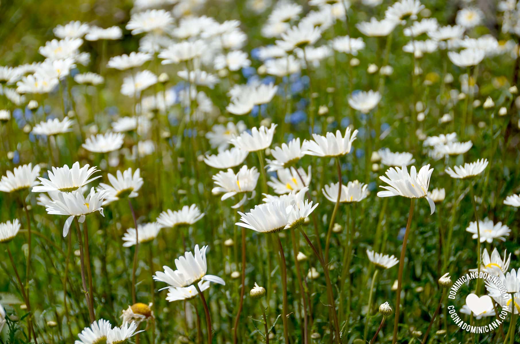 Wild flowers in Constanza