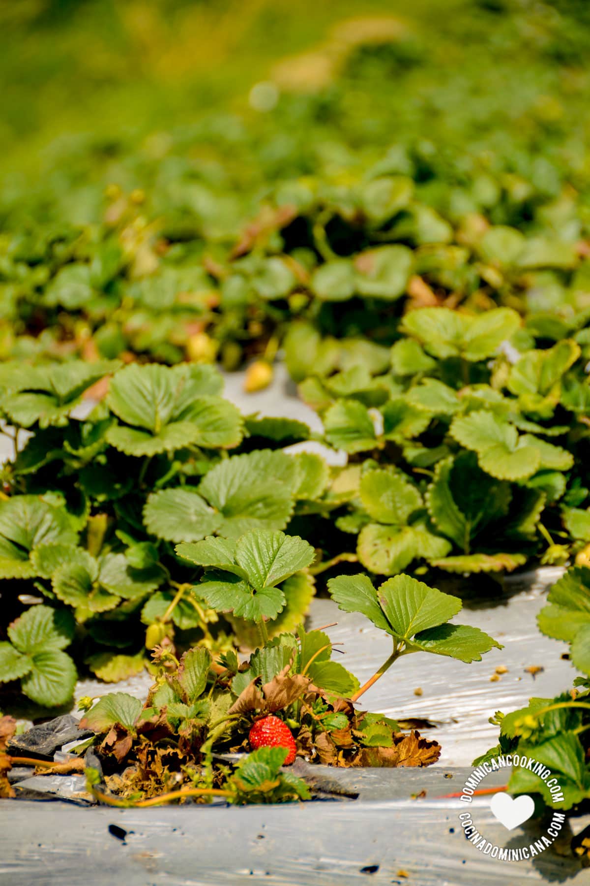 Strawberry fields