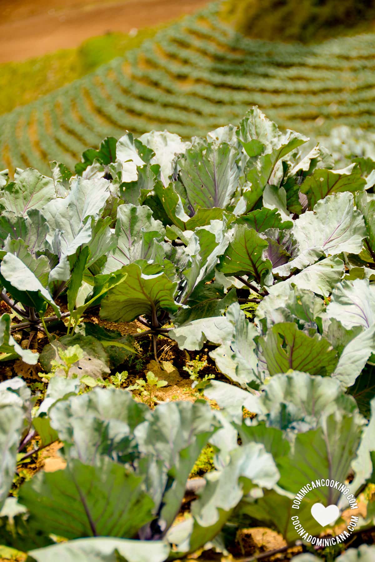 cabbage field