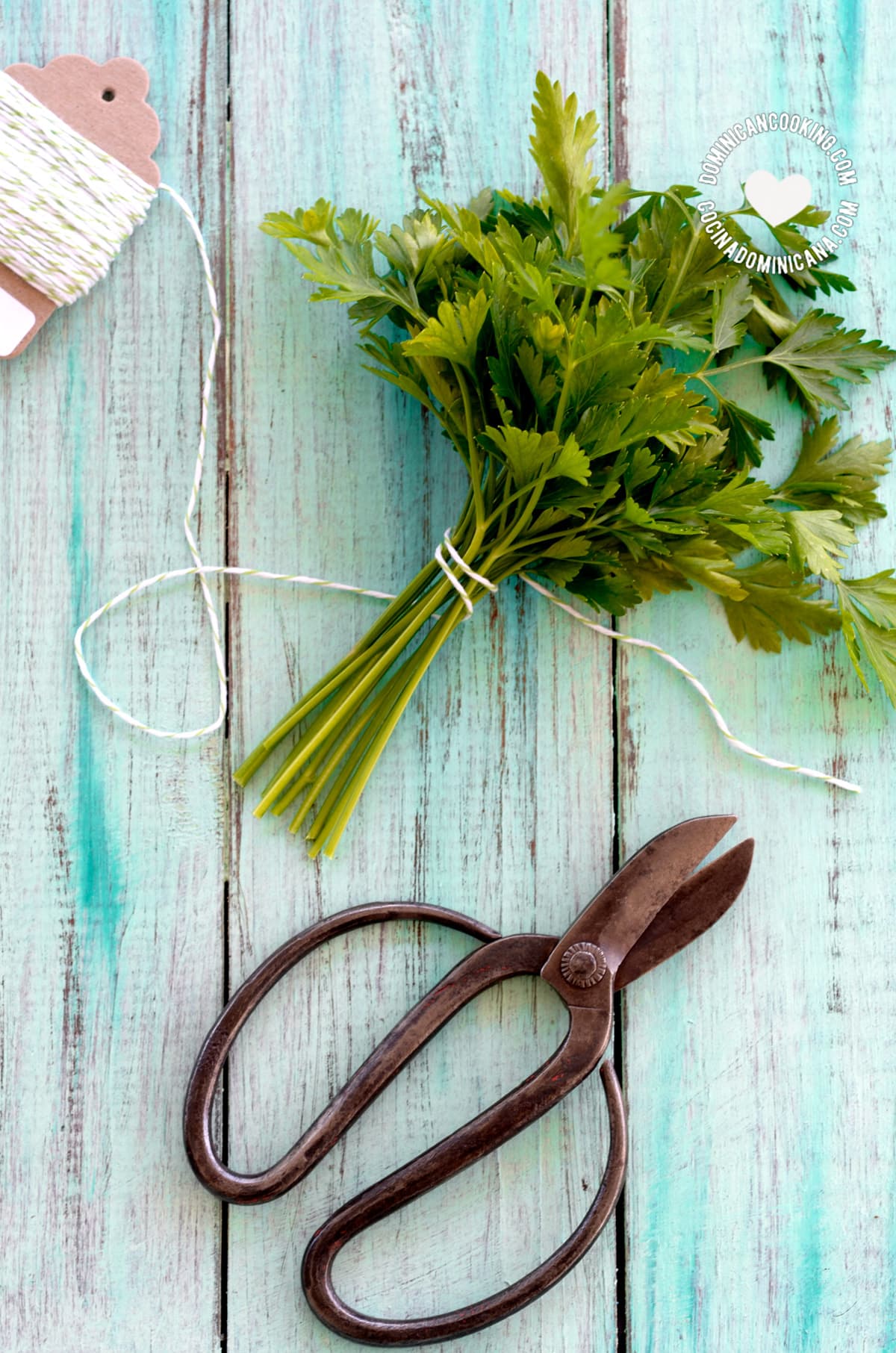 Bunch of herbs and scissors