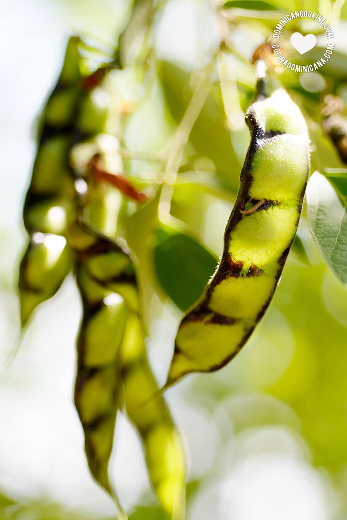 Guandules (pigeon peas)