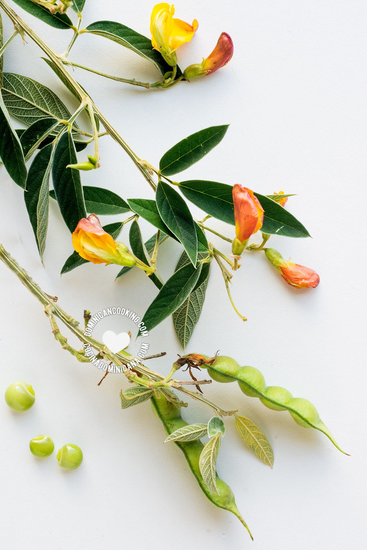 guandules (pigeon peas) in shell and flowers