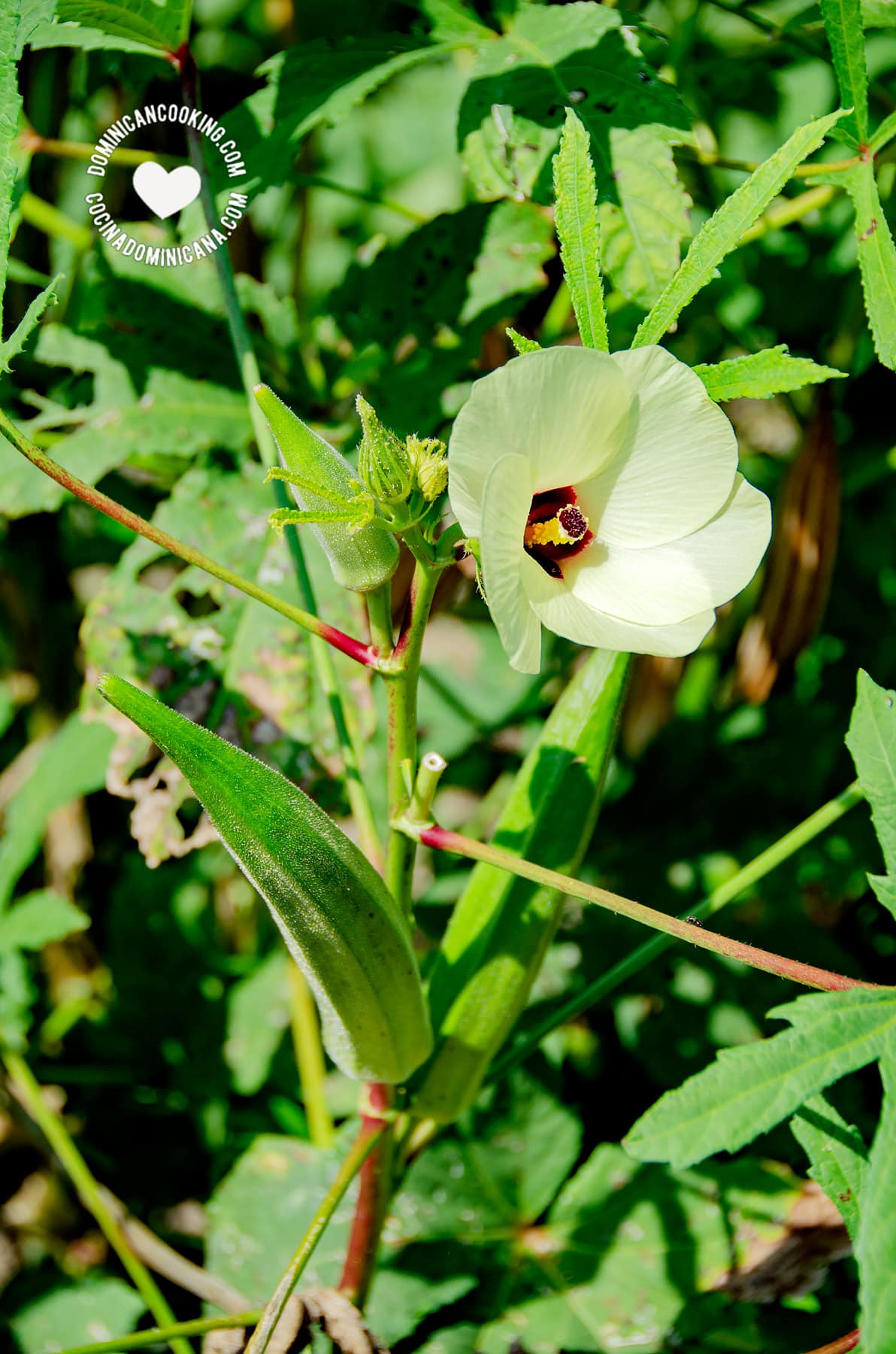 okra plant, fruit, flower (molondrón, abelmosco, quimbombó)