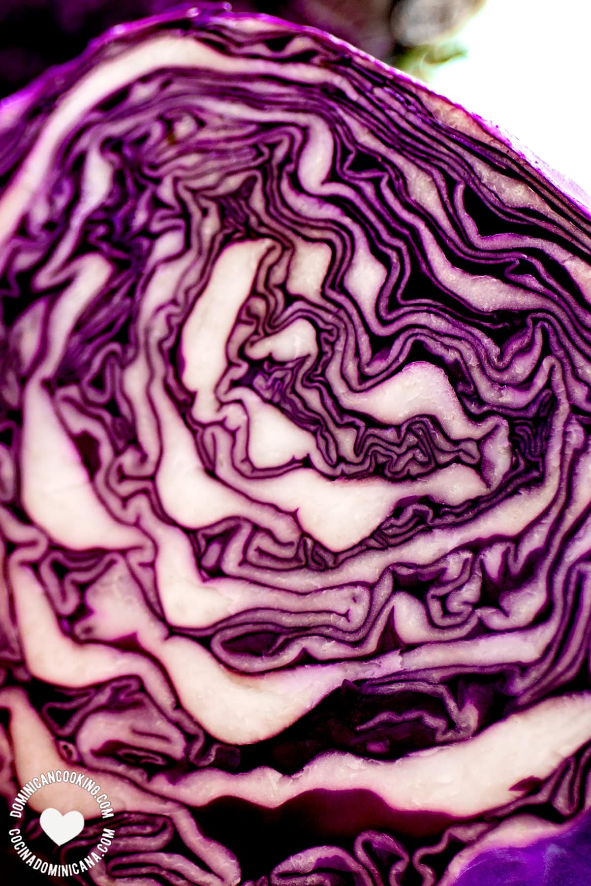 Red or purple cabbage