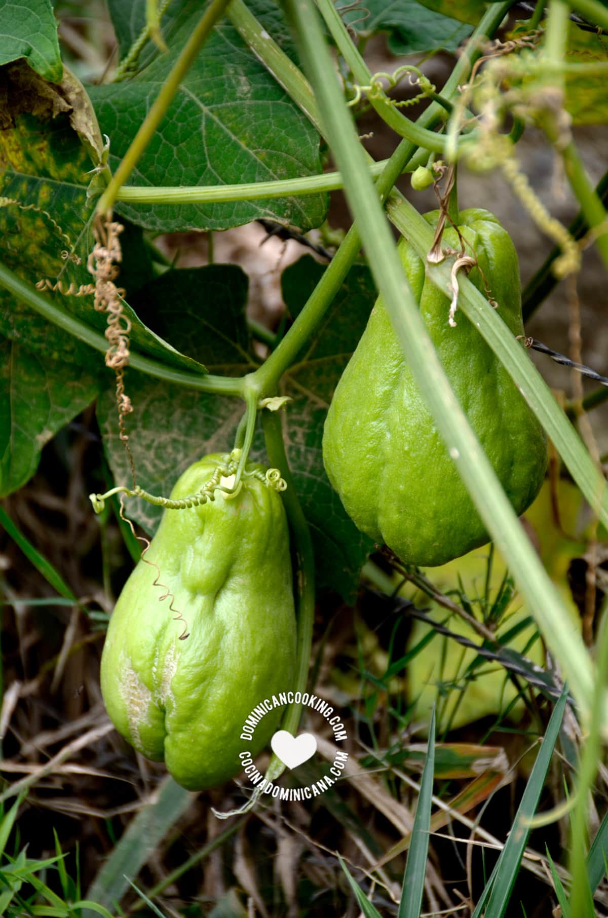 Tayota, chayote