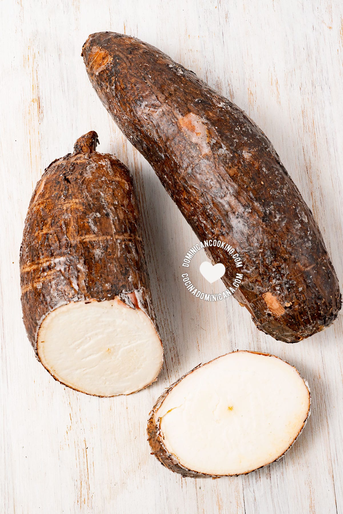 yuca - cassava - mandioca